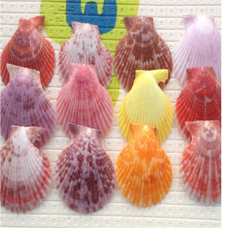 

10pcs/Lot Mediterranean Style Colorful Shell Conch Craft Raw Material Dongfeng Shell Handmade Marine DIY Home Decor Color Random