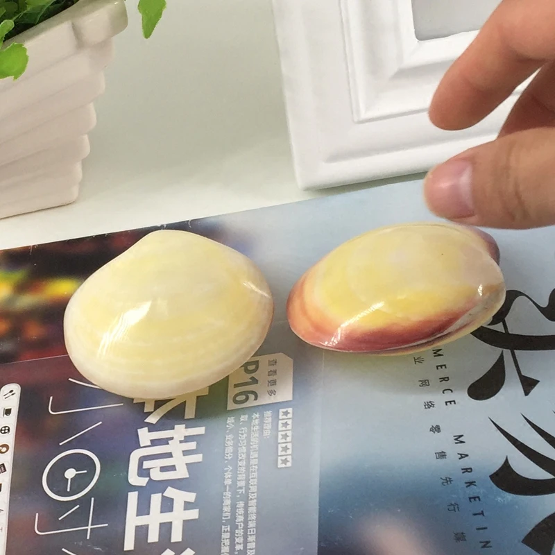 Натуральный conchas Рождественский подарок океан Декор порошок светильник ракушки