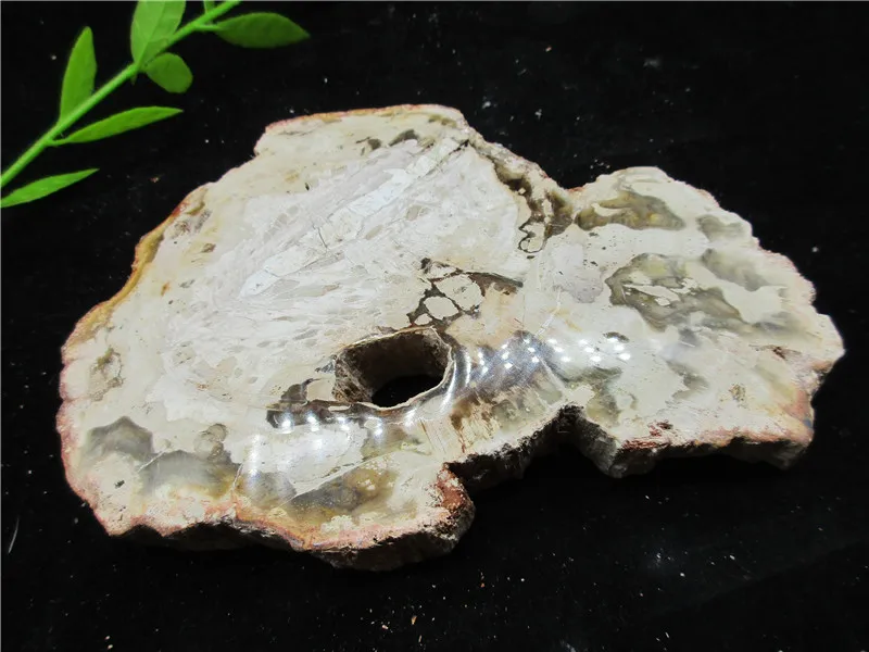 Natural Wood Root Fossil Crystal Stone Rock Healing Gemstone Specimen Mineral Gem For Collection | Дом и сад
