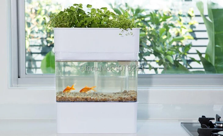 AQUAPONICS fish tank with plants growing bed, watering recycle system