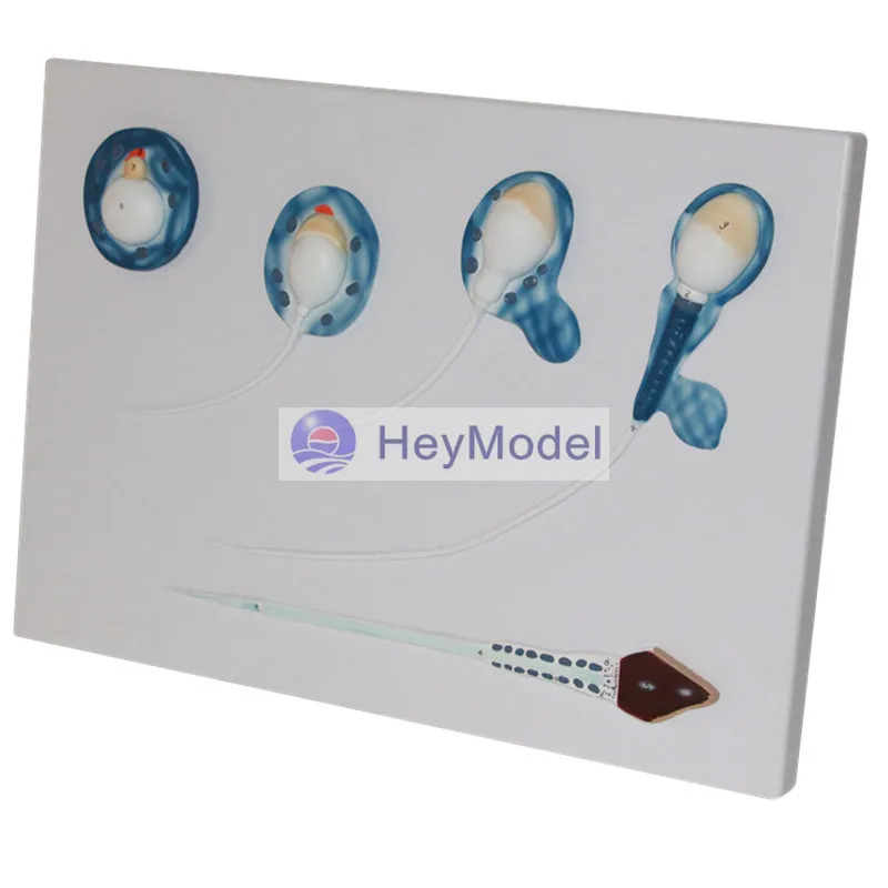

Модель процесса разработки спермы HeyModel