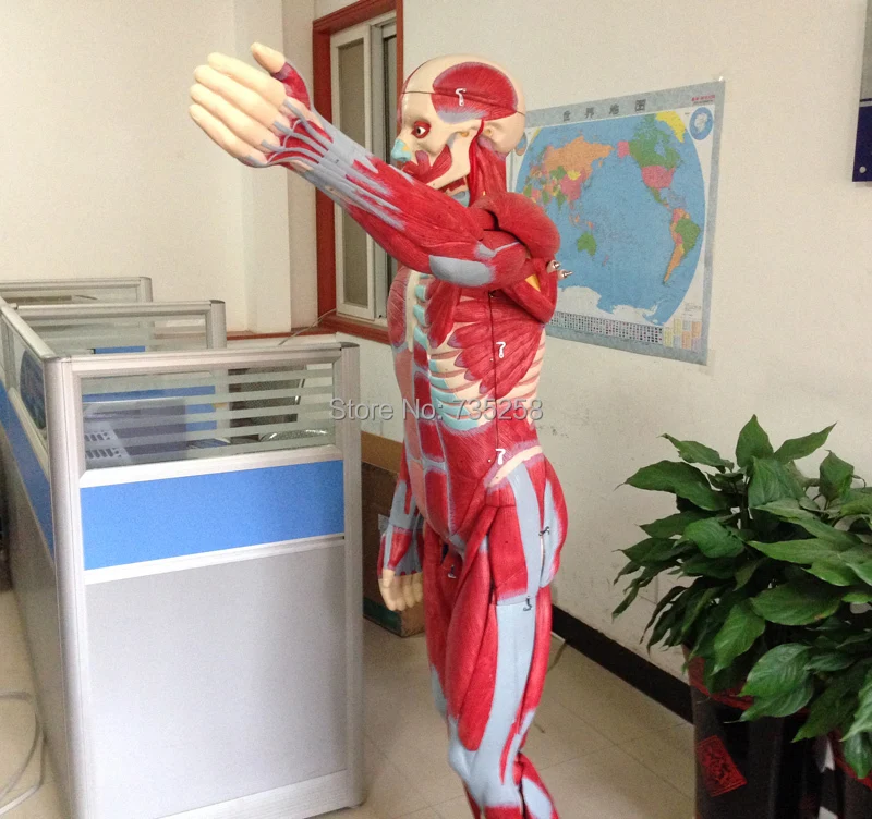 Мышечная модель тела пробоя Мышц Человека мышечной анатомии ISO 170 см|muscle anatomy|human