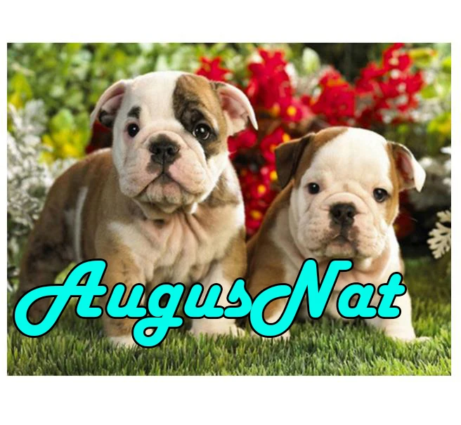 Puppy diamond painting pitbull full round daimond вышивка бульдог галька головоломка картина виноград