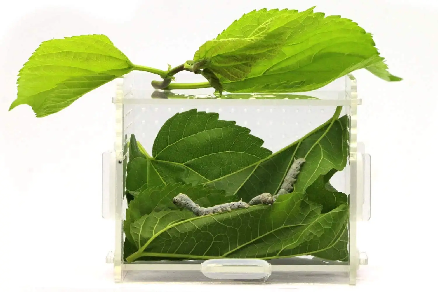 Terrariums Mini Vivariums кристалл для среды обитания DIY высокий прозрачный акриловый