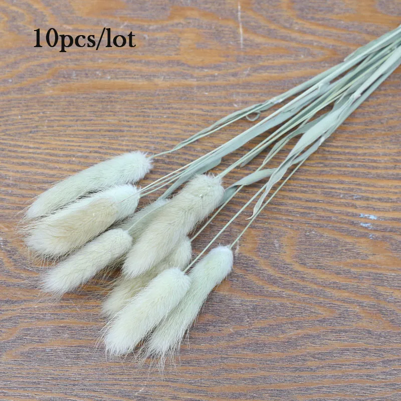 10pcs 30 шт. Кролик хвост трава Натуральные сушеные цветы для украшения дома Цветочная композиция Свадебное Украшение настоящий цветок трава реквизит - Цвет: 10pcs