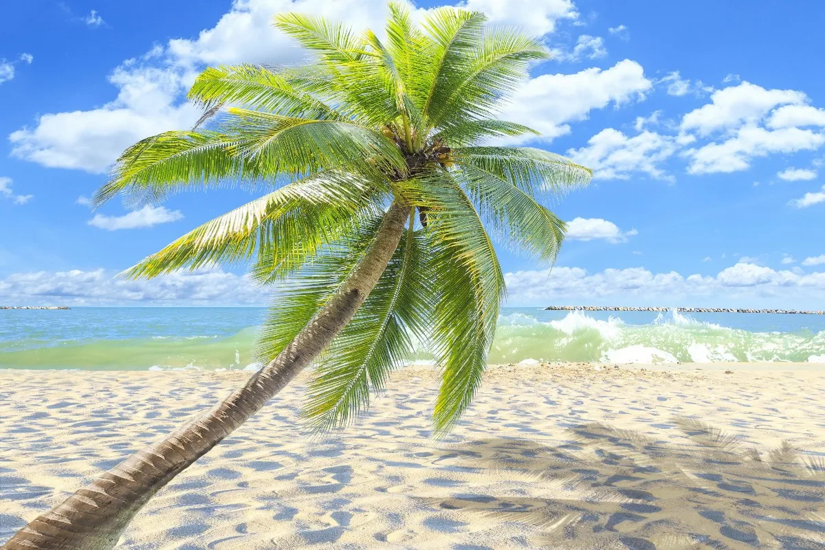 

Красивый тропический рай, песочные пальмы, море PFJ042, фоторамка в наличии, Настенный декор, декор для комнаты, украшение для дома