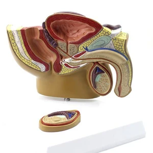 Человеческая Маленькая мужская модель простаты, тазовые яички, модель простаты, Мужская урология, медицинские научные принадлежности