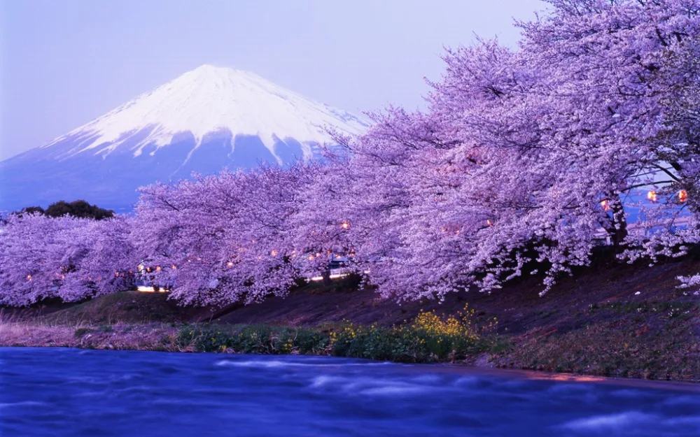 Затемняющие шторы для окон европейские современные занавески в виде фиолетового