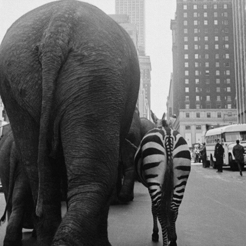 Животные лама винтажное настенное искусство холст постер живопись зоопарк слон