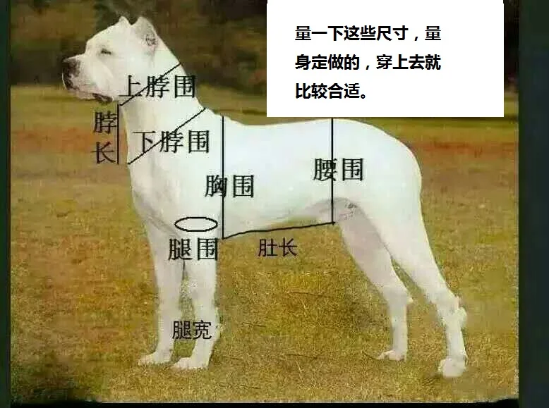 Камуфляжная защитная одежда для охоты с защитой от укуса Dugabiter Hound специальная