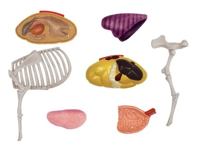 4D мастер развивающие игрушки модели животных собранные коровы анатомическая