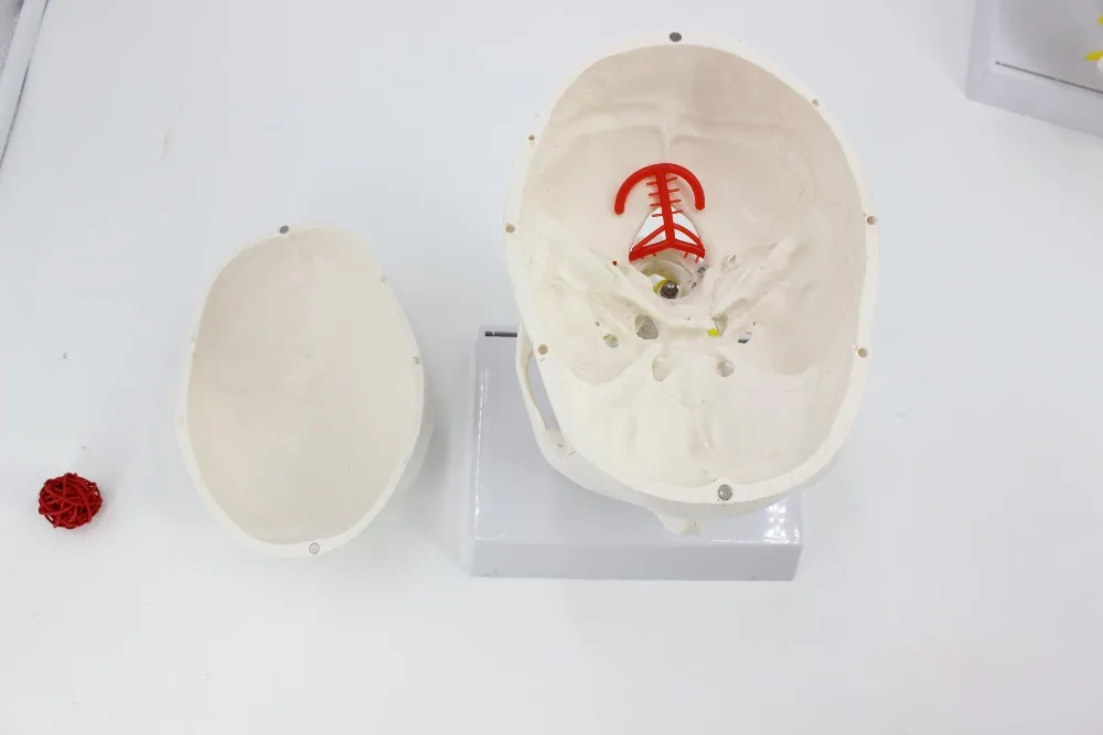 Человеческий череп с шейным позвоночником модель затылочный анатомическая