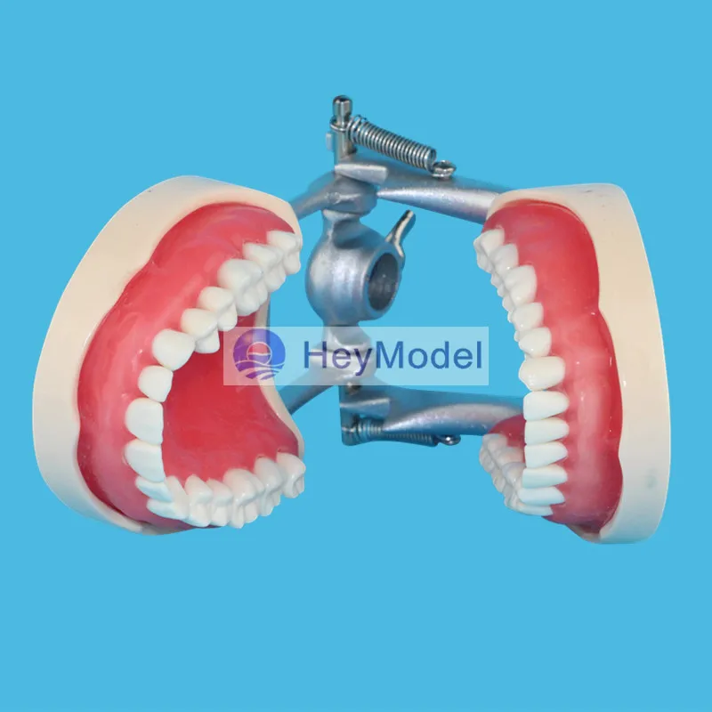 Модель зубов HeyModel для взрослых модель обучения стоматологии со стойкой DP Jaw|teaching|