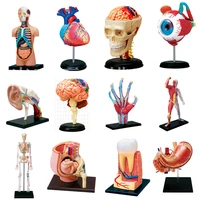 educational assembled 4d human master body skeleton anatomy skull manikin heart ear model puzzle medical science toys