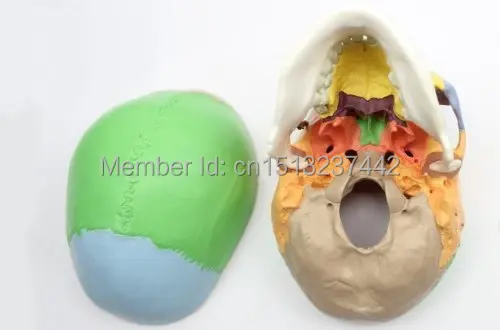 Adult Skull Anatomical Anatomy Skeleton Medical Model & Colored Bones Life Size | Канцтовары для офиса и дома
