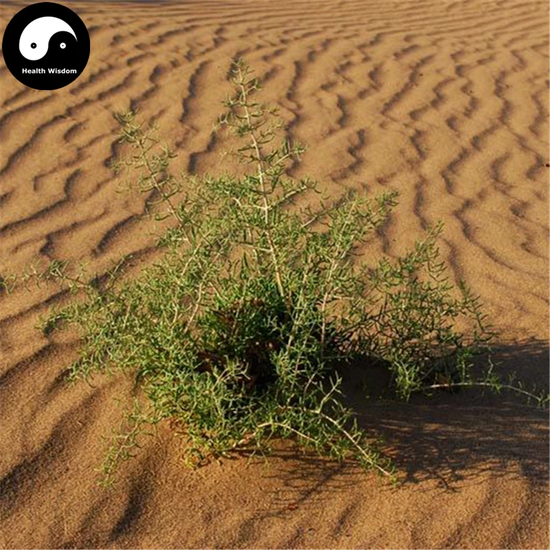 Купить Salix Cheilophila дерево Semente 50 шт. завод пустыня дерево Salix Cheilophila для Sha Liu