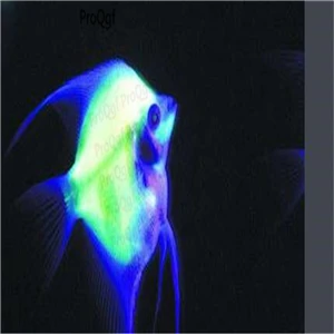 light fish 50 шт. набор барбус тетразона Chaetodontidae - Цвет: light fish