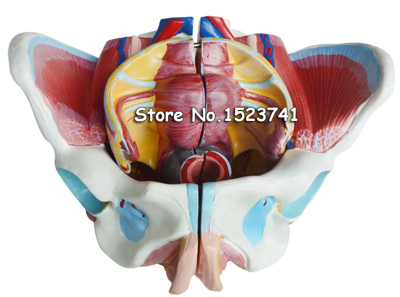 Модель медицинской анатомии для женщин модель таза гениталии невус васкуларис (с