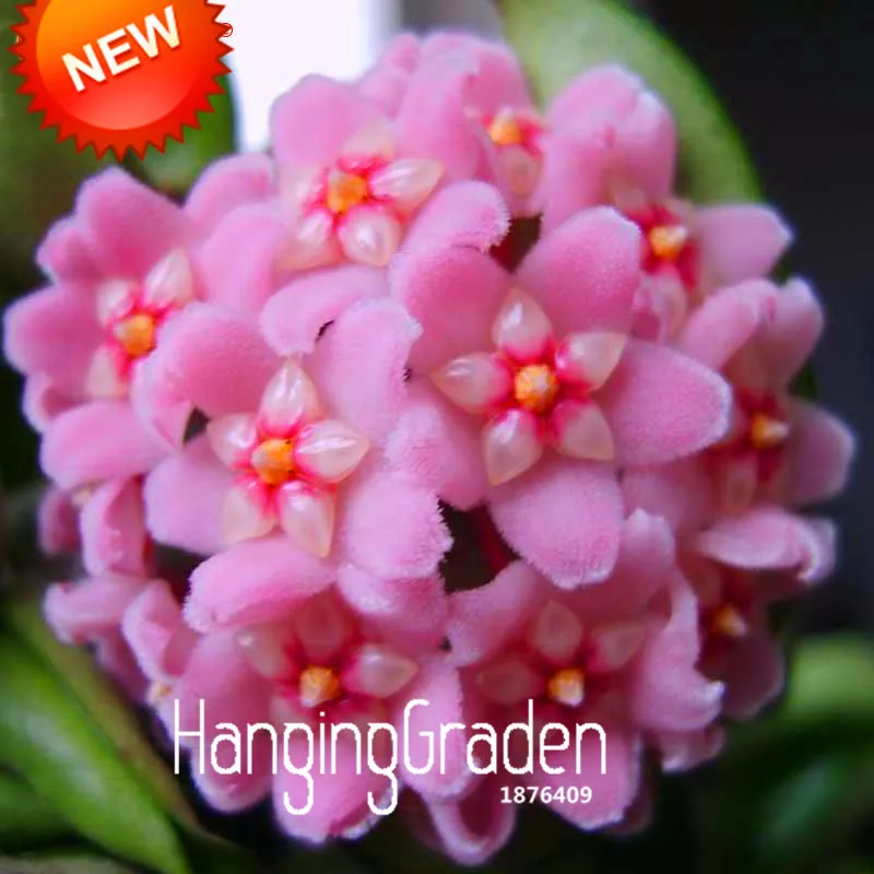 Лидер продаж! Балконная горшечная Роза Hoya Orchid bonsai цветок Carnosa растение для