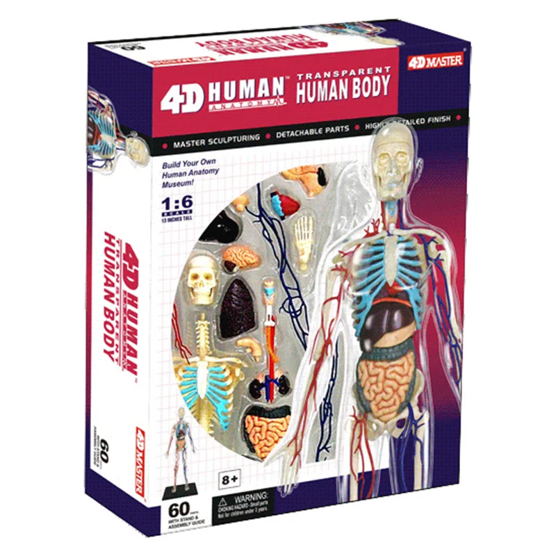 1:6 прозрачные человеческие висцеральные органы сборочные игрушки медицинский