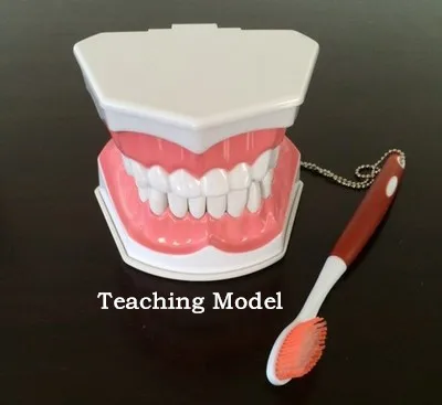 

High Quality Brushing Model Early Learning dental tooth model for kids children
