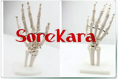 1:1 анатомии человека Bones суставы рук локтевой RADIUS Скелет Спецодежда медицинская