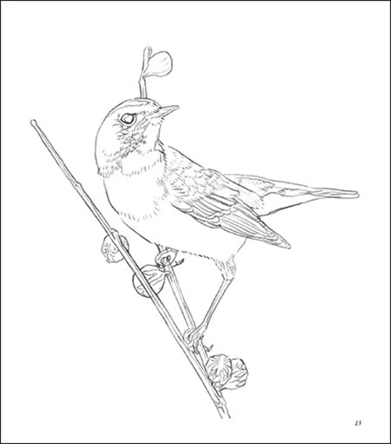 

Beautiful Bird /Adults Children Kids Relieve Stress adult Coloring Books