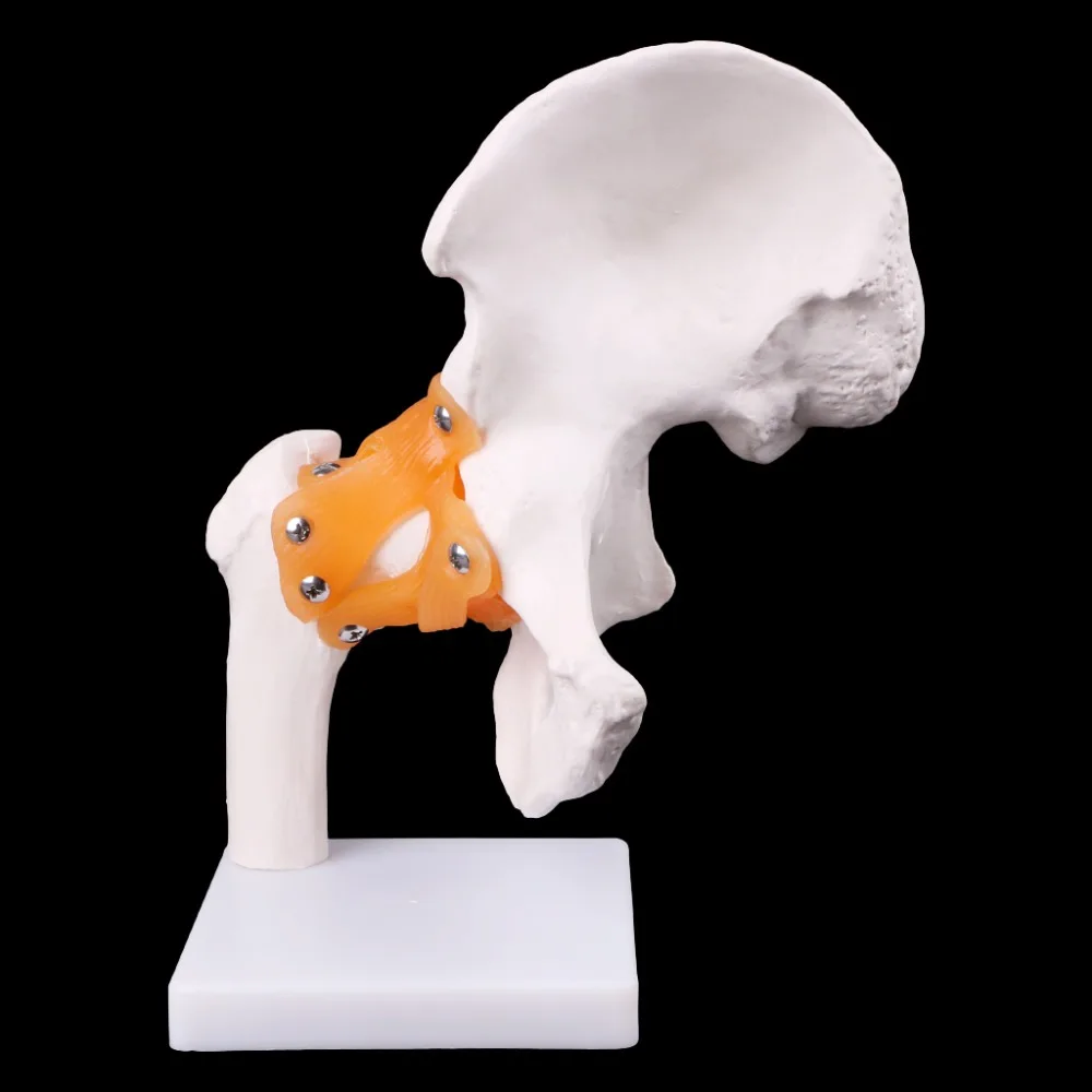 Life Size ligement Hip Joint медицинская анатомическая модель обучение скелету