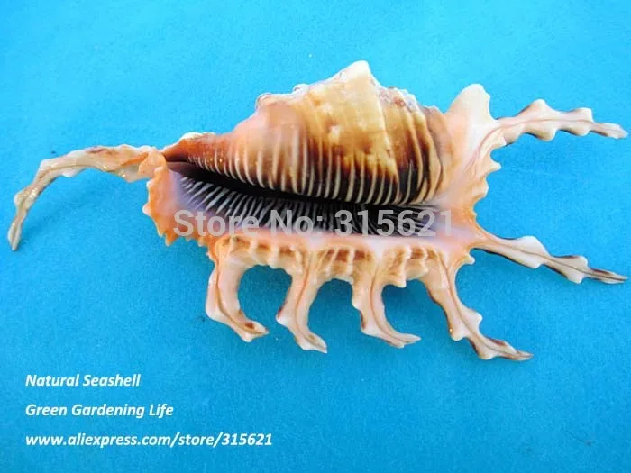 2 шт. SIZE10-12cm натуральный черный скорпион раковины домашний декор аквариум