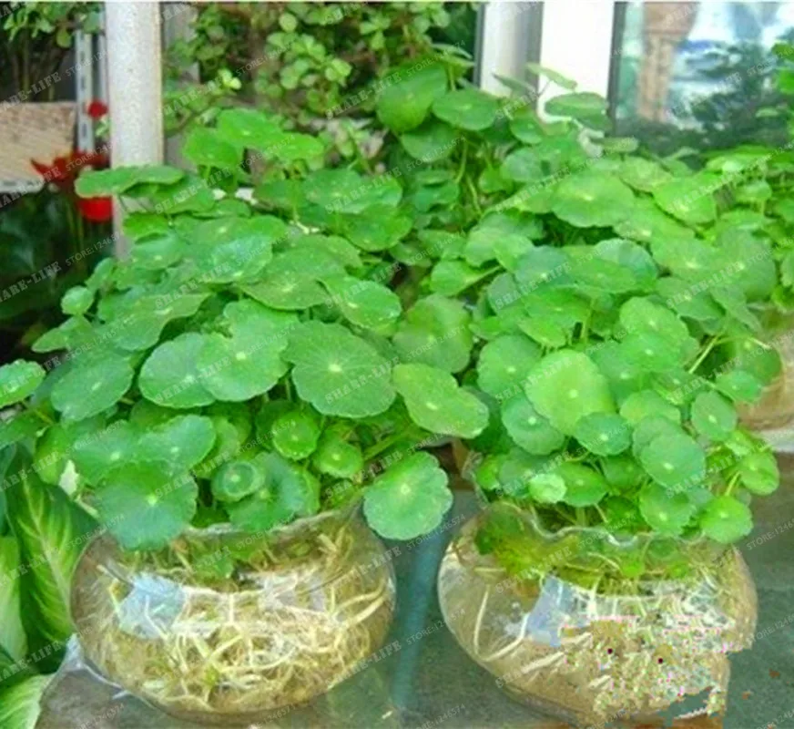 Potted 100Pcs Hydroponics Flower Aquarium Plants Penny Grass Bonsai Best Indoor Plant Hydrocotyle Vulgaris |