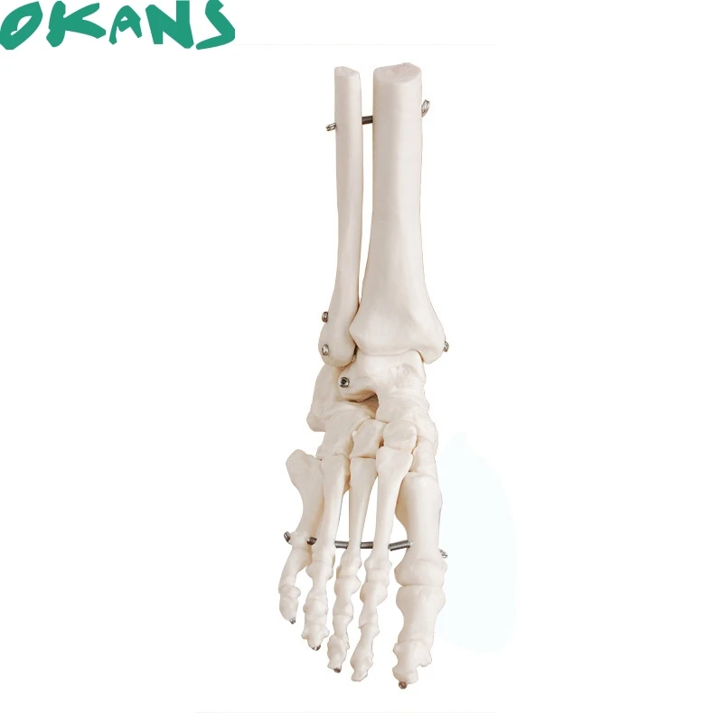 Модель сустава лодыжки анатомическая модель ноги с связью костей