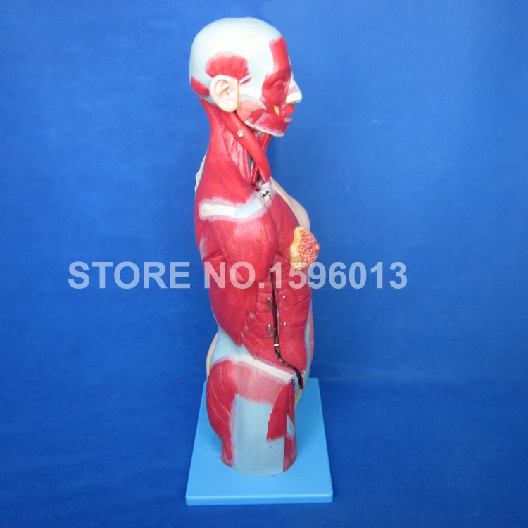 Dual Sex Torso Model with Open Back and Internal Organs 32 Parts Human model 333 Marks | Канцтовары для офиса и дома