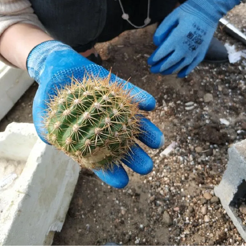 

5/12 Pairs Latex Working Gloves Anti-piercing Cactus Thorn Plants Pruning Transplant Dipping Breathable Non-slip Mechine Repair