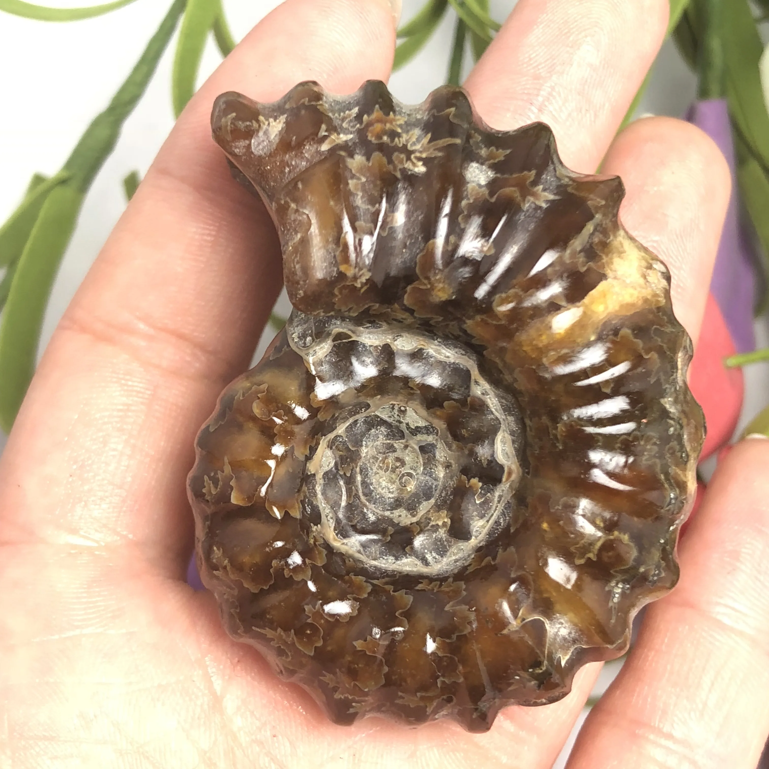 Натуральный Полированный козий гудок окаменелости аммониты Conch douvileras