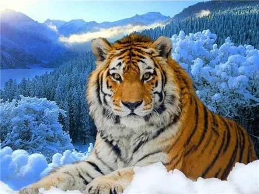 1 Алмазная вышивка крестиком квадратные бриллианты мозаика животные Тигр 5D алмазная вышивка узоры для вышивки Стразы картины - Цвет: 1