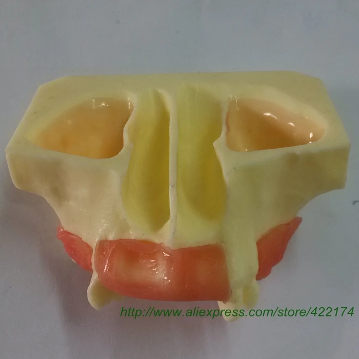 Бесплатная доставка синусовая модель обучения зубным зубам анатомическая