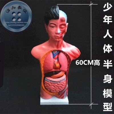 juvenile body half model Medical Science Removable internal organs 60cm longth  human atomical model free shipping
