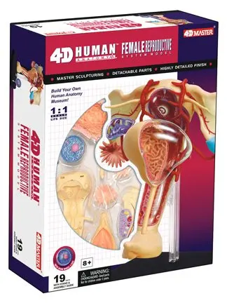 4D мастер медицинский человеческий череп анатомическая модель скелета Женская