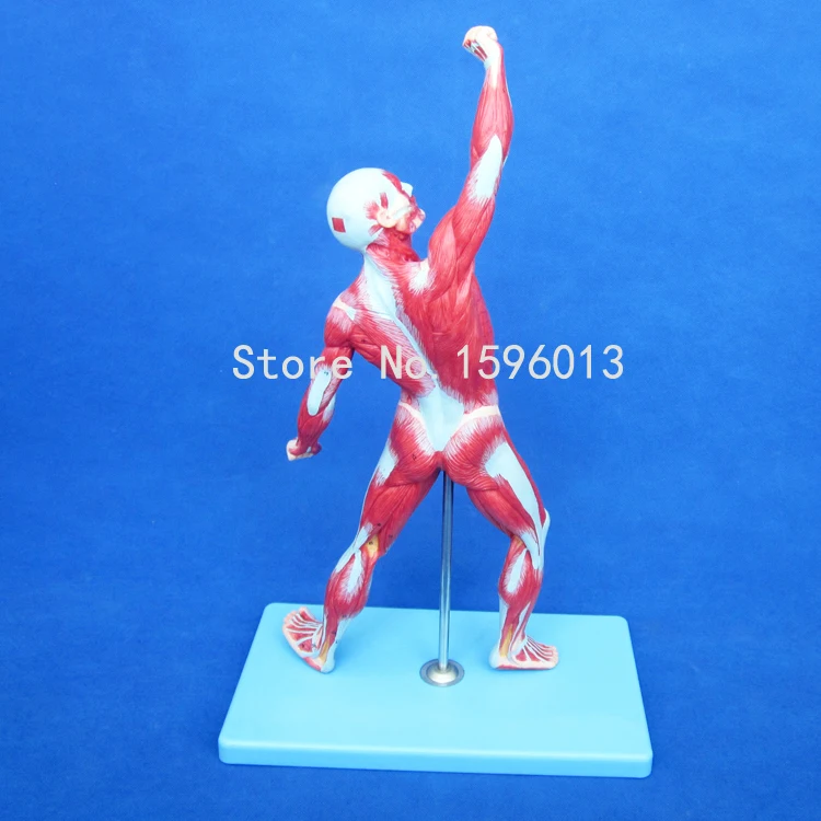 Лидер продаж 50 см мужская модель мышц мускулов анатомическая человека|anatomical