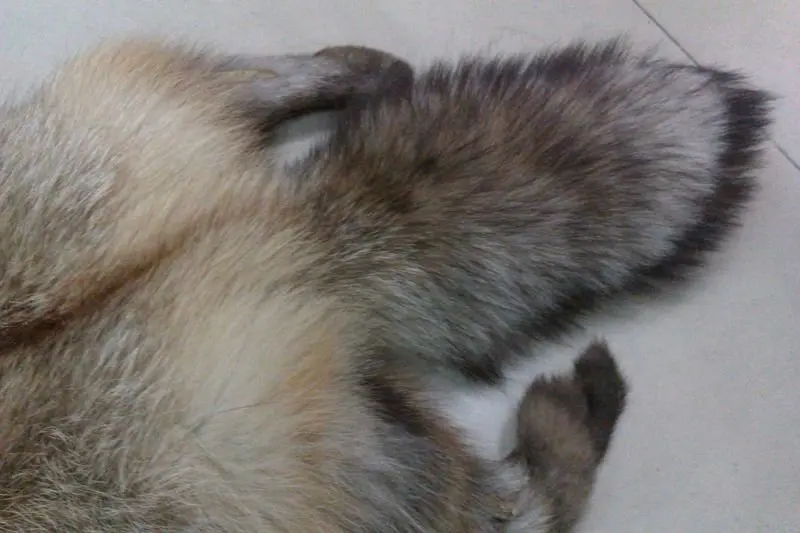 Роскошный тканевый стиль 3 материала кожа Лисий натуральный мех дешевые и