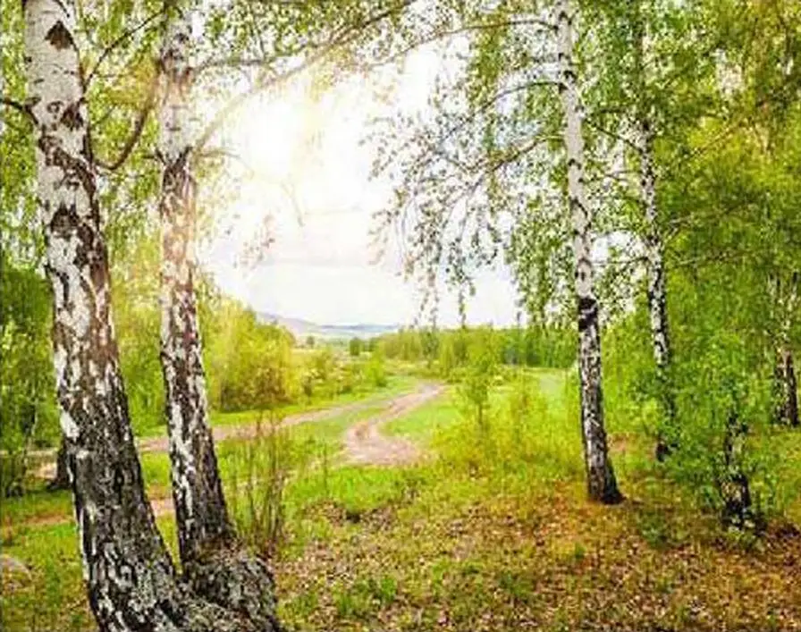 

Diamond Mosaic Landscape Mountain Scenery Beaded Embroidery Painting Birch Forest Painting DIY 3D Mosaic Drawings Paintings art