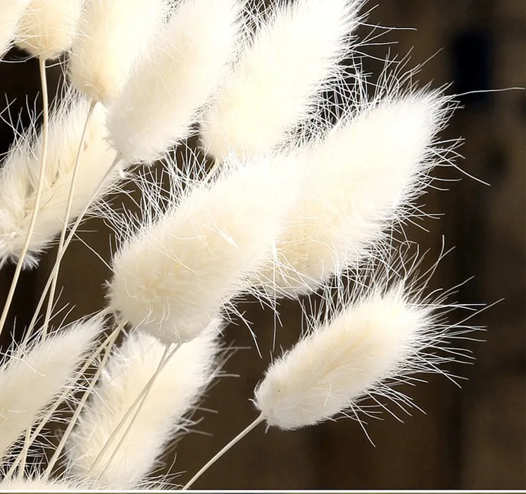 

Natural 20pcs Dried flower Rabbit tail grass foxtail dog tail grass branch DIY flowers wedding decoration for home party office