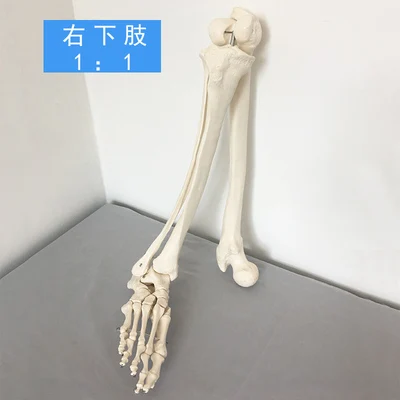 Natural adult lower limb model right lower limb right foot