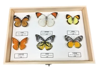 Insect specimens Butterfly specimens Biological science instrument