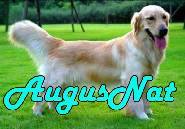 dogs diamond painting golden retriever daimand embroidery sticker diamant dotz puzzle picture diamont pianting by numbers animal | Дом и сад