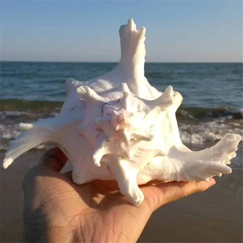 Натуральные раковины для фотосессии Свадебные/вечерние/домашние украшения аквариумные улитки Senju Daisy Lo 10-21 см Big Senju Lo