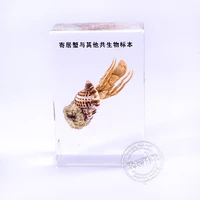 hermit crab specimens in clear lucite block educational instrument middle school biology school teaching aids