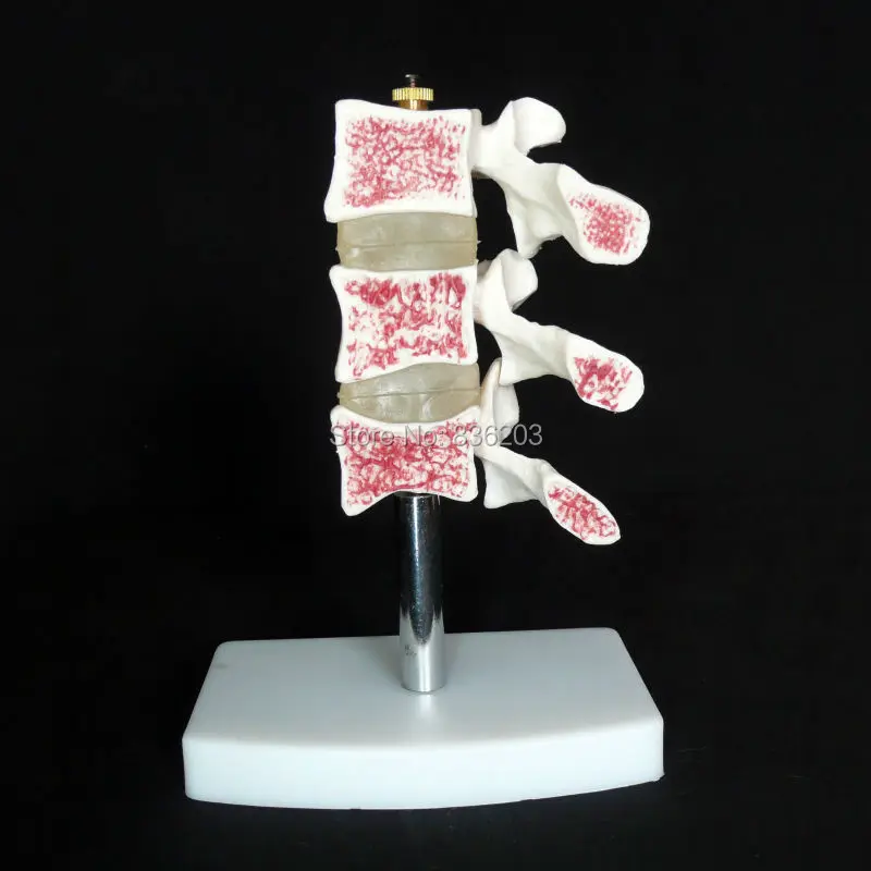 Модель человеческого органического позвоночника анатомический позвоночник