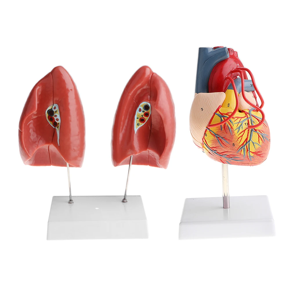 

1:1 Life Size Human Lung & Heart Structure Heart Bypass Model School Teaching Display Lab Demonstration Tool