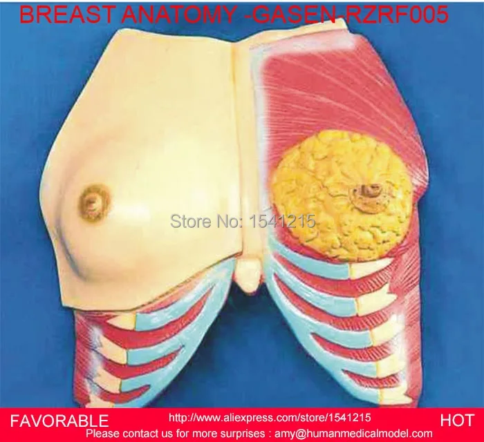 Женская анатомическая модель медицинская груди женской груди-GASEN-RZRF005 |